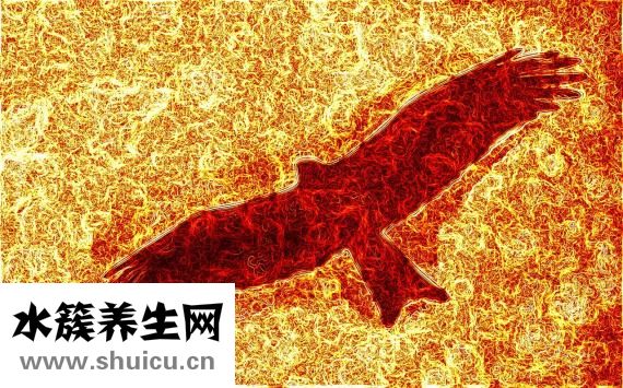 熱帶魚外寄怎么治