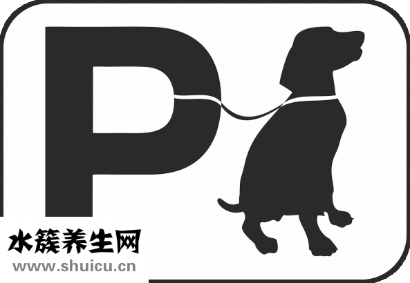 孩子咳嗽黃梨怎么做