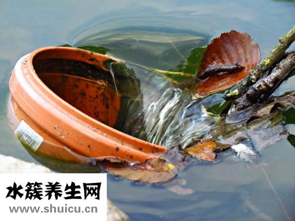 情感依賴癥怎么解決