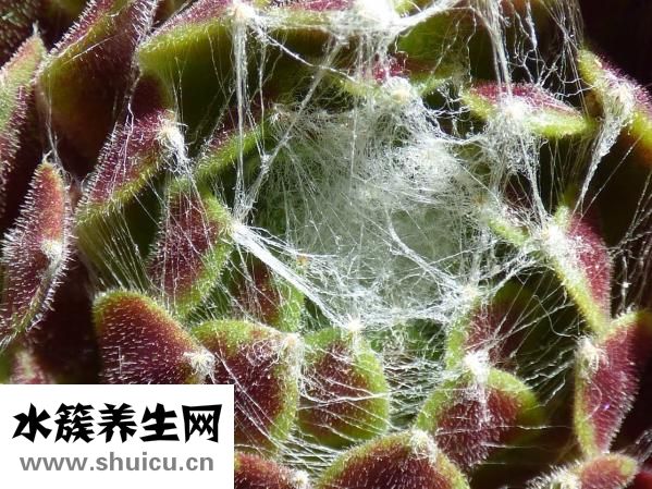 眼皮上肉多怎么辦