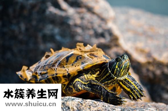 怎么讓烏龜進食