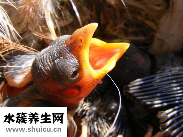 怎么給嬰兒轉(zhuǎn)奶