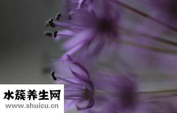 紫色紅薯怎么吃