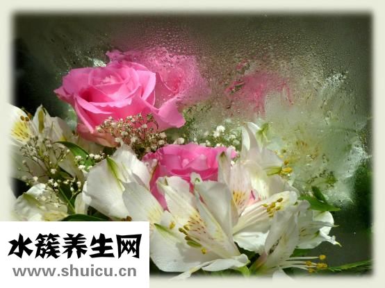 海狗腎寶怎么食用