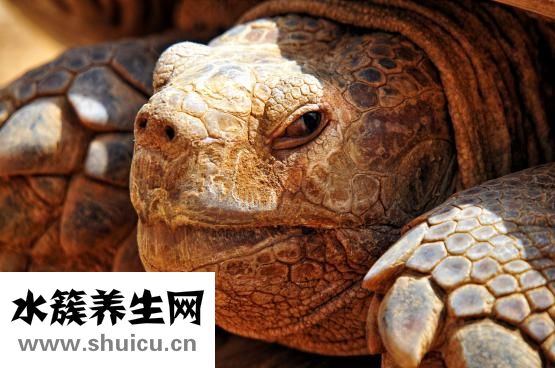 怎么讓烏龜進食