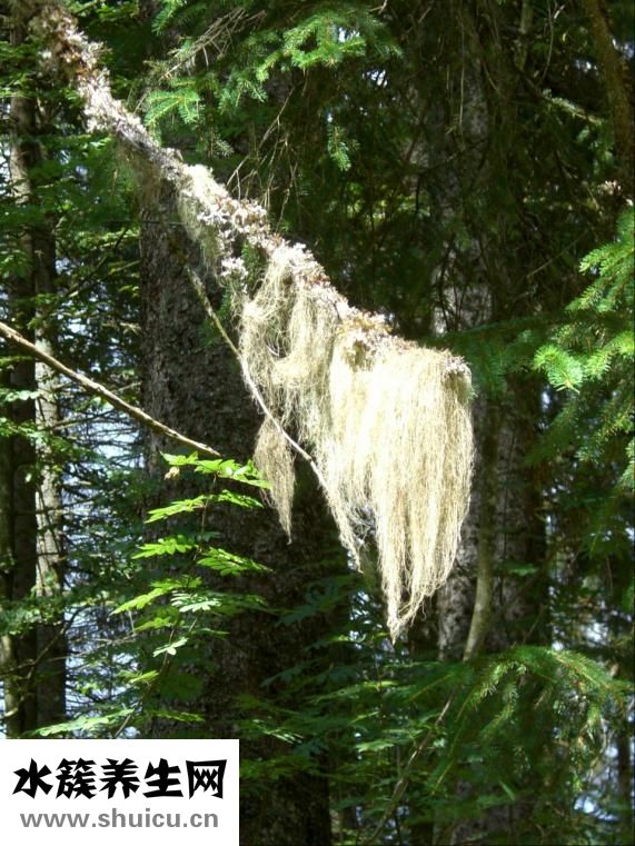 怎么挑選炭火爐