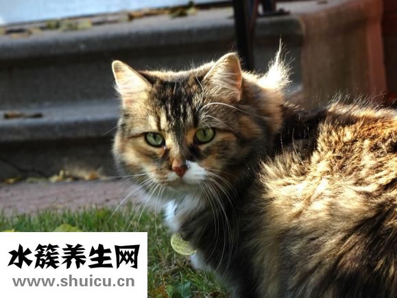 怎么自學(xué)寵物獸醫(yī)