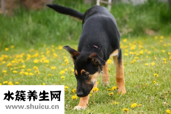 狗狗異物怎么取出