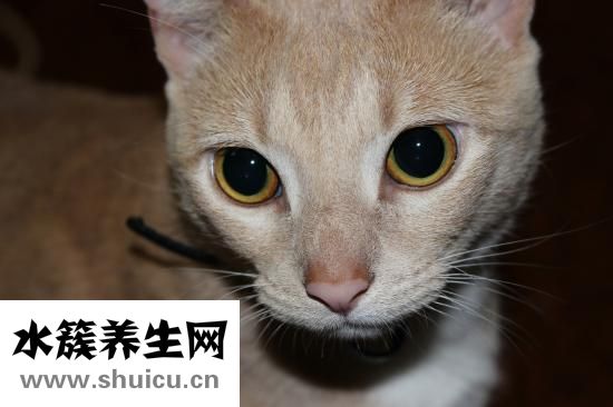 怎么自學(xué)寵物獸醫(yī)