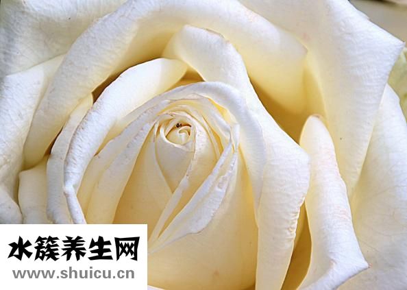 肩麻痛怎么按摩