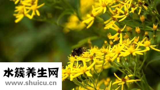 怎么從山上取蜂蜜