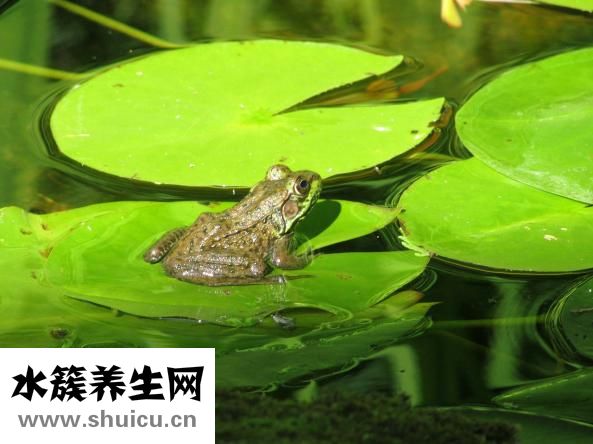 石指甲怎么養(yǎng)殖