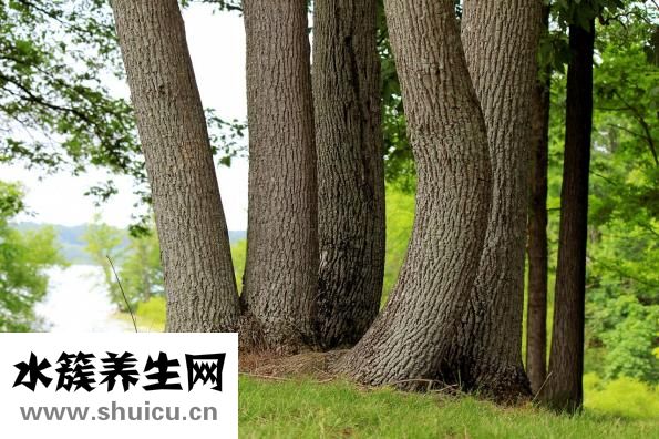 智慧樹群怎么建立