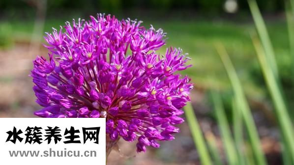 松獅皮炎怎么辦