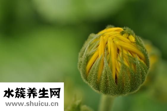 狗身上癢是怎么回事