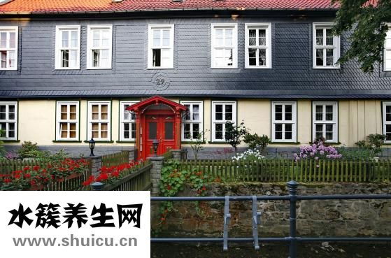 家具樹怎么種植