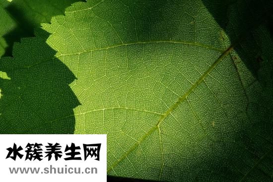 海狗腎寶怎么食用