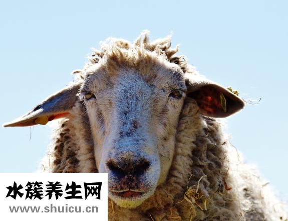 羊毛大衣褪色怎么辦