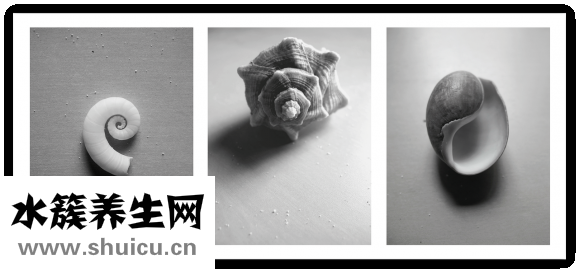 石指甲怎么養(yǎng)殖