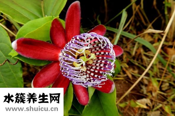 百香果怎么去籽