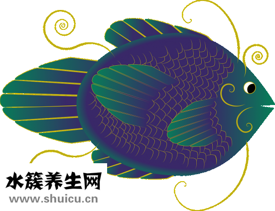 熱帶魚怎么分辨公母