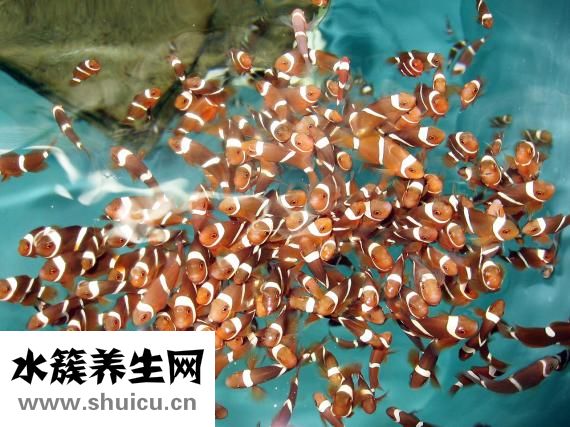 熱帶魚怎么分辨公母