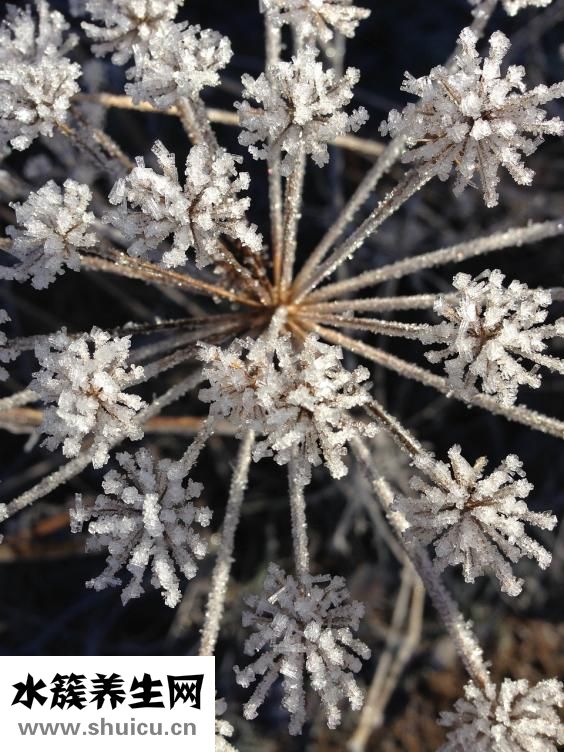 怎么在超市挑選蜂蜜