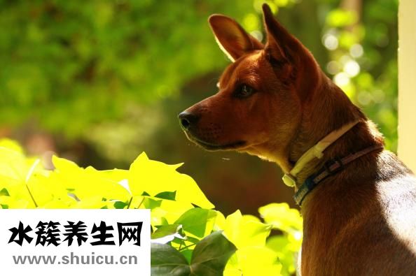 狗狗異物怎么取出