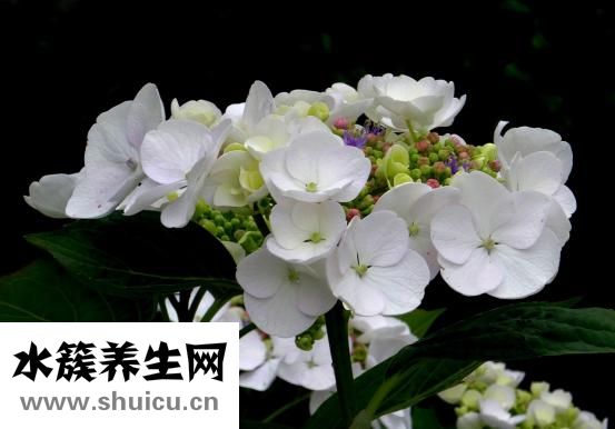 玉字輩怎么取名