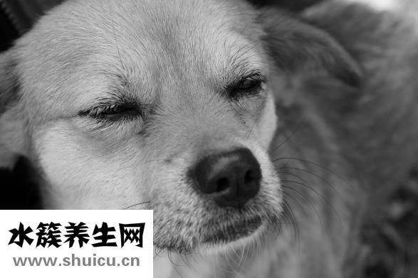 怎么自學(xué)寵物獸醫(yī)