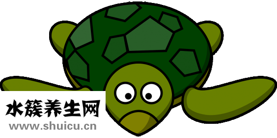 怎么讓烏龜進食