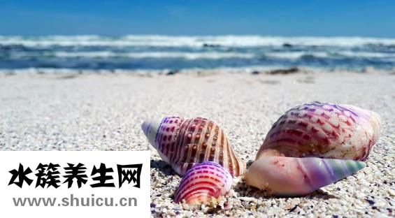 貝殼頭真假怎么看