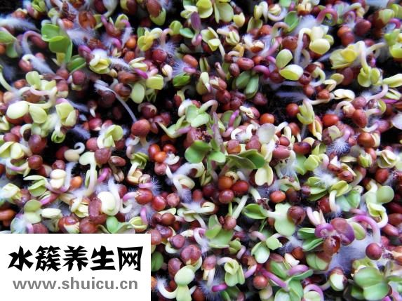 土豆怎么不長芽