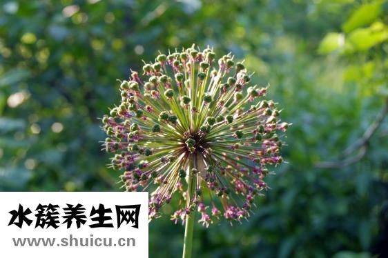 天涯蒜頭鼻怎么變小