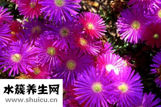 沒有工具怎么做豆漿