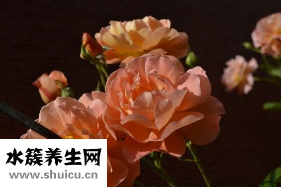 白顏色是怎么來的