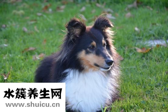 泰迪狗拉血怎么辦