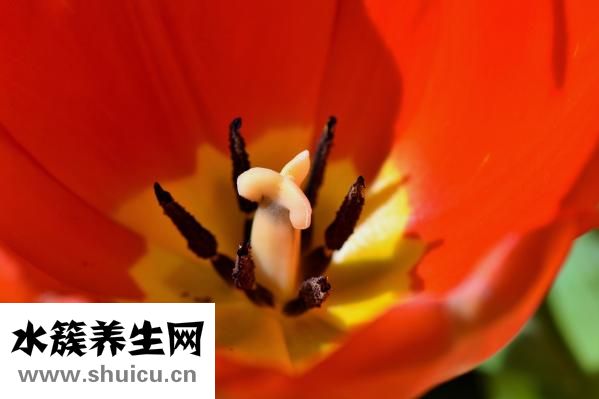 毒蛇咬到怎么辦