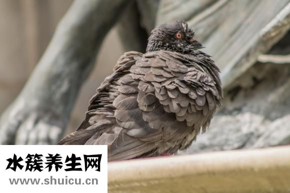 在鳥市怎么挑選鴿子