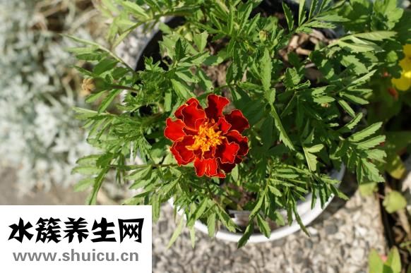 白菜炒魷魚怎么做