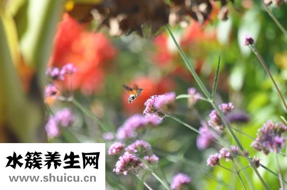 女生睫毛怎么變長