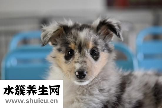 比熊小狗癢癢怎么辦