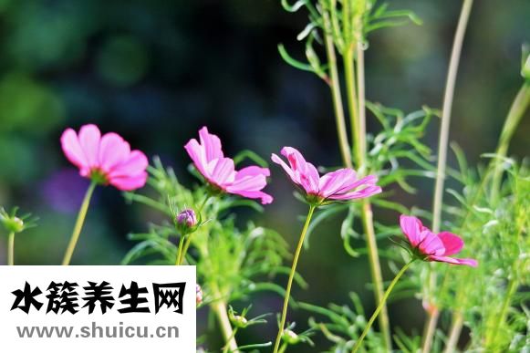 輕度高血壓怎么調理