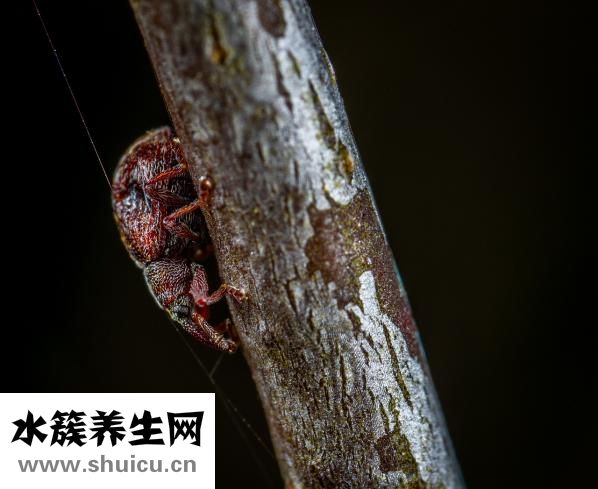 土元蟲卵怎么保存