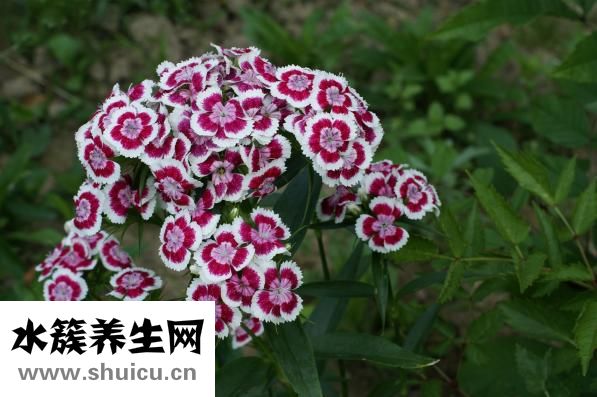 輕度高血壓怎么調理