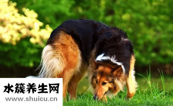 狗狗耳邊感染怎么辦