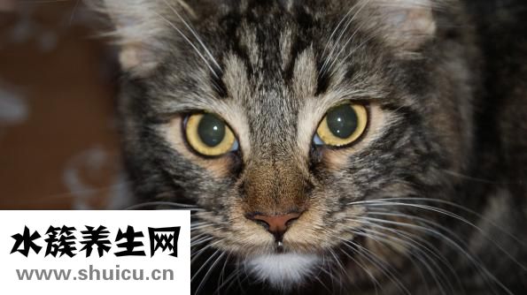 怎么和貓咪交流