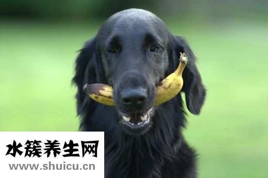 狗狗耳邊感染怎么辦