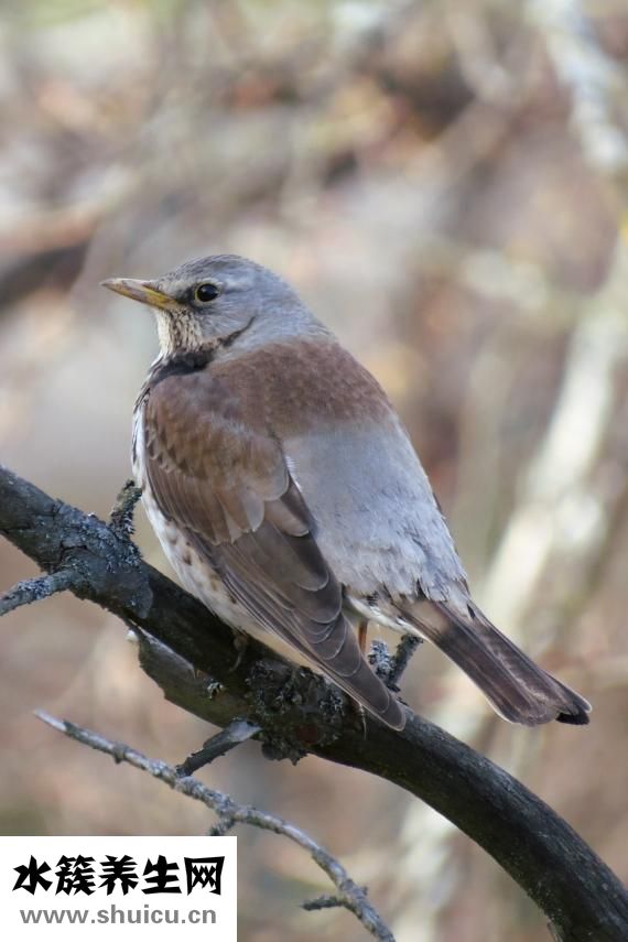 怎么辨別鵝口瘡
