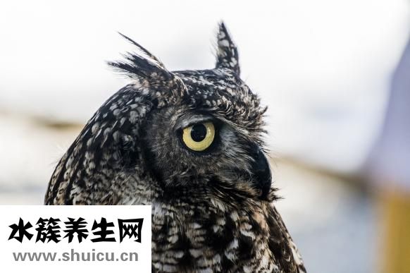 怎么炒大白菜不出水